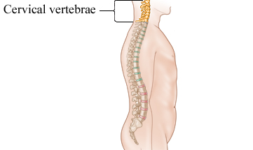 Cervical vertebrae