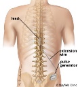 Spinal Cord